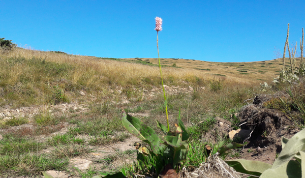 Polygonum Bistorta 